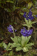 Primula calderiana