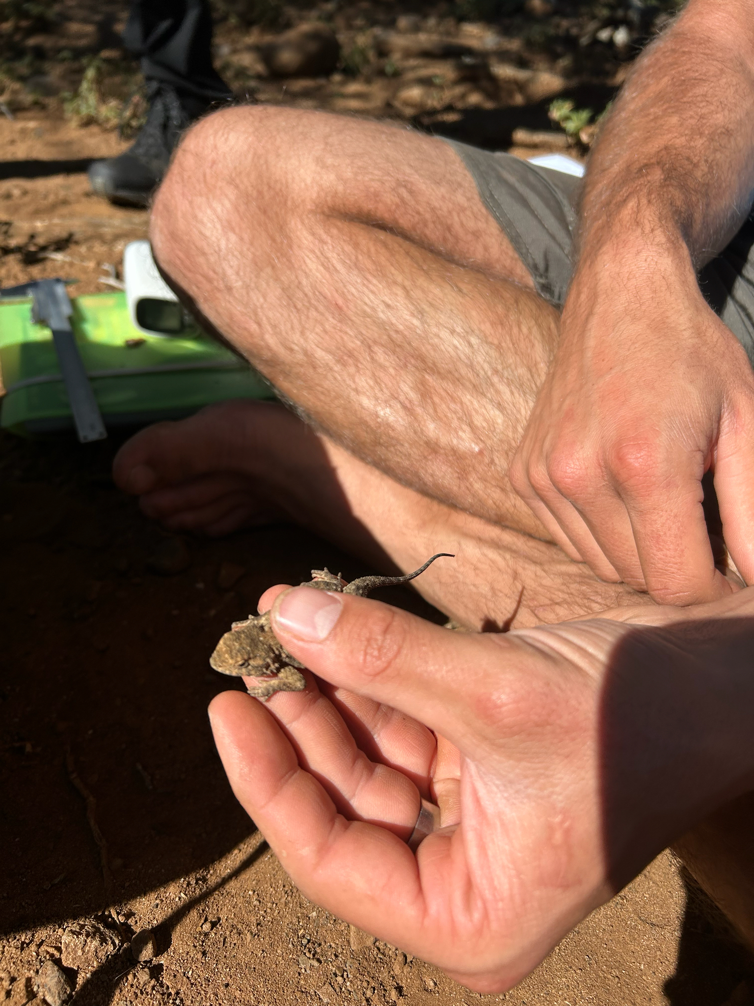 Agama aculeata Merrem, 1820