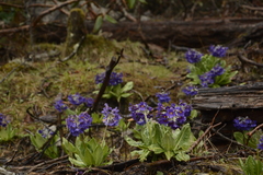 Primula calderiana