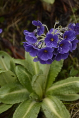 Primula calderiana