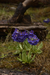 Primula calderiana