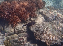 Acanthurus leucocheilus