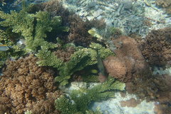 Acropora florida