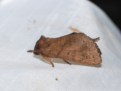 Pygaerinae