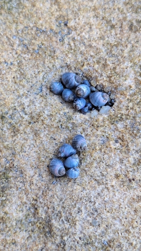 Austrolittorina unifasciata