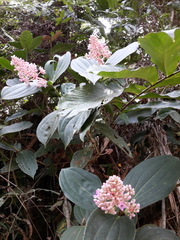 Medinilla speciosa