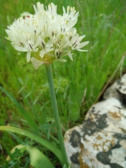 Allium erdelii