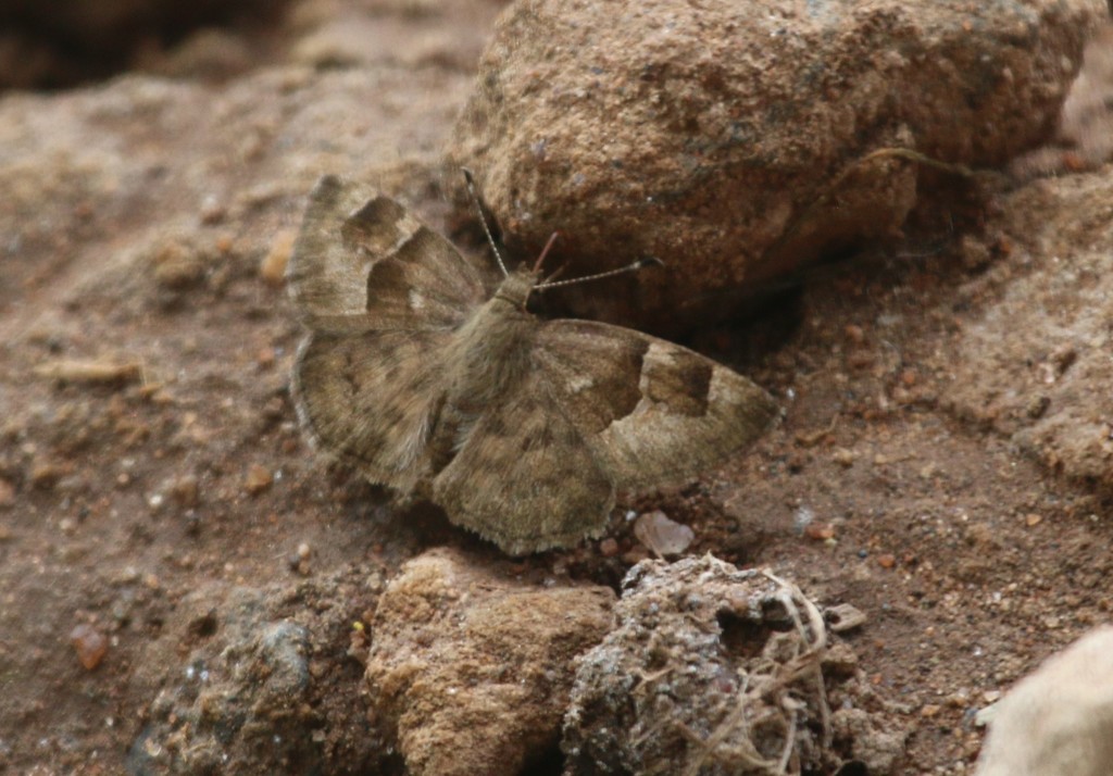 Marbled Elfin