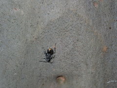 Polyrhachis vermiculosa
