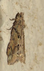 Xylopteryx arcuata