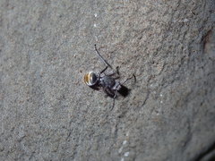 Polyrhachis vermiculosa