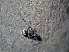 Polyrhachis vermiculosa