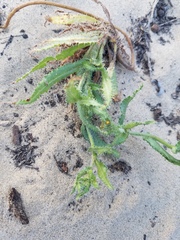 Amsinckia spectabilis