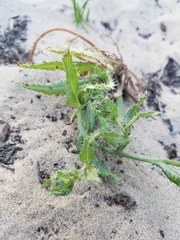 Amsinckia spectabilis