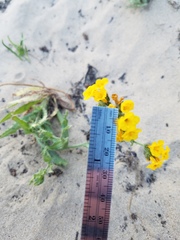 Amsinckia spectabilis