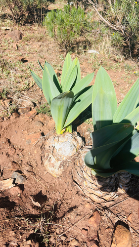 Tall Squill