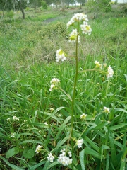 Crambe hispanica
