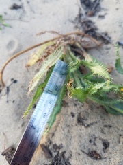 Amsinckia spectabilis