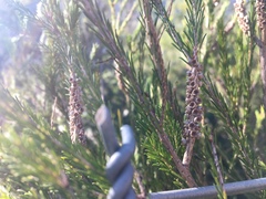 Melaleuca diosmatifolia