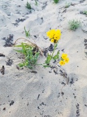 Amsinckia spectabilis