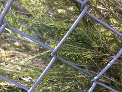 Melaleuca diosmatifolia