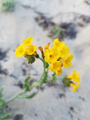 Amsinckia spectabilis