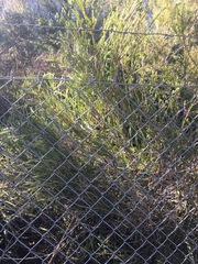 Melaleuca diosmatifolia