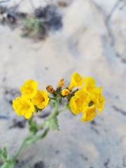 Amsinckia spectabilis