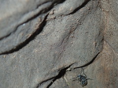 Polyrhachis vermiculosa