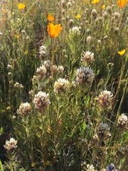 Castilleja attenuata
