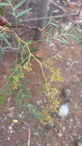 Peruvian Pepper Tree