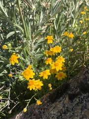 Pseudobahia heermannii