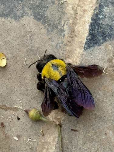 Pubescent Carpenter Bee