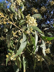 Acacia flavescens