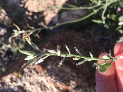 Lyrocarpa coulteri