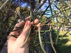 Acacia suaveolens