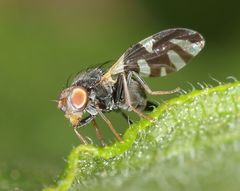 Sphaeniscus sexmaculatus