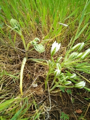 Ornithogalum montanum