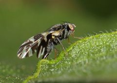 Sphaeniscus sexmaculatus
