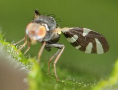 Sphaeniscus sexmaculatus