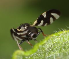 Sphaeniscus sexmaculatus