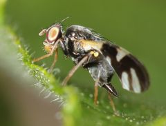 Sphaeniscus sexmaculatus