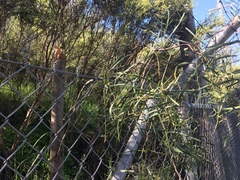 Acacia suaveolens