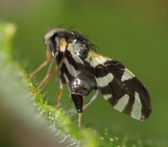 Sphaeniscus sexmaculatus