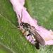 折翅菌蚊屬 - Photo 由 Alan Manson 所上傳的 (c) Alan Manson，保留部份權利CC BY