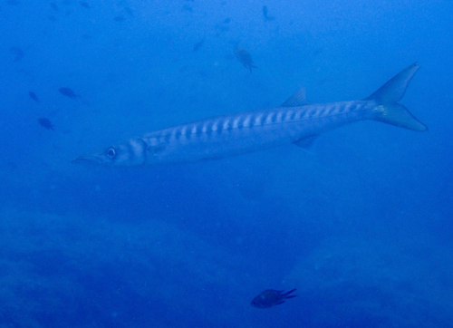 Sphyraena viridensis