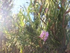 Melaleuca diosmatifolia