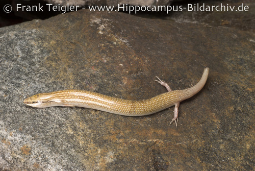 Wedge-snouted Skink