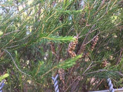 Melaleuca diosmatifolia