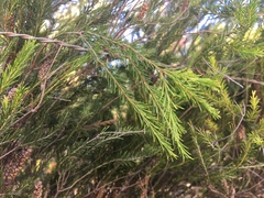 Melaleuca diosmatifolia